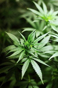 concentrated cannabis california long beach criminal defense attorney