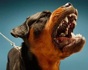 failure to control a dangerous animal - san pedro defense attorney